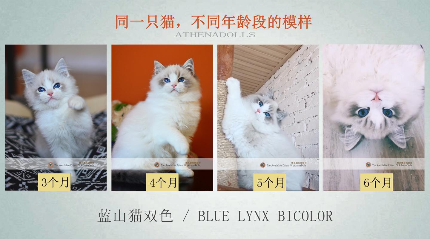 实用贴丨布偶猫在不同年龄段的成长变化