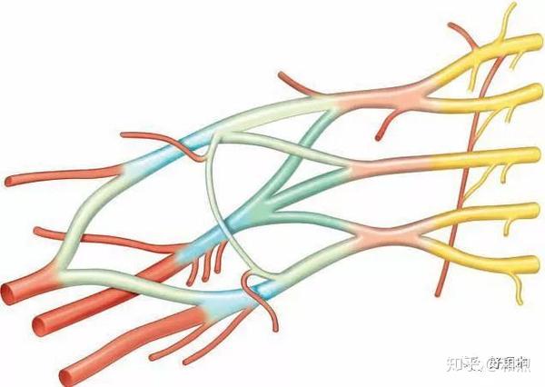 高清臂丛神经分支,走形及分布图解,速收藏备用!
