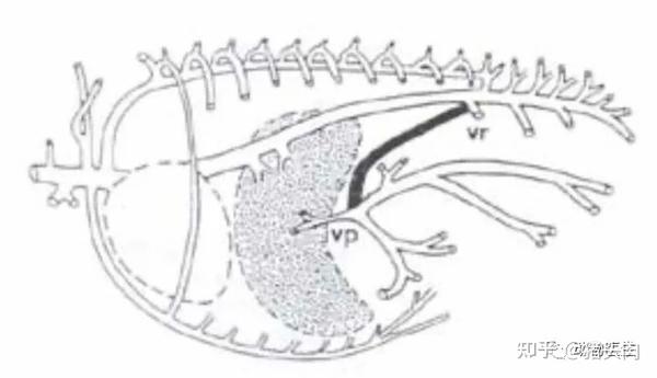vp-vr:门静脉与肾静脉相连