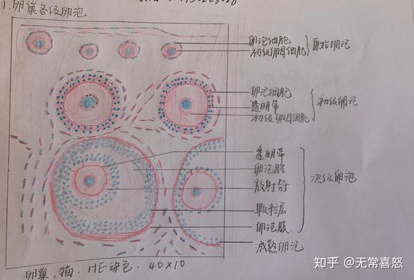 组胚红蓝绘图(居然这么快就结课了)