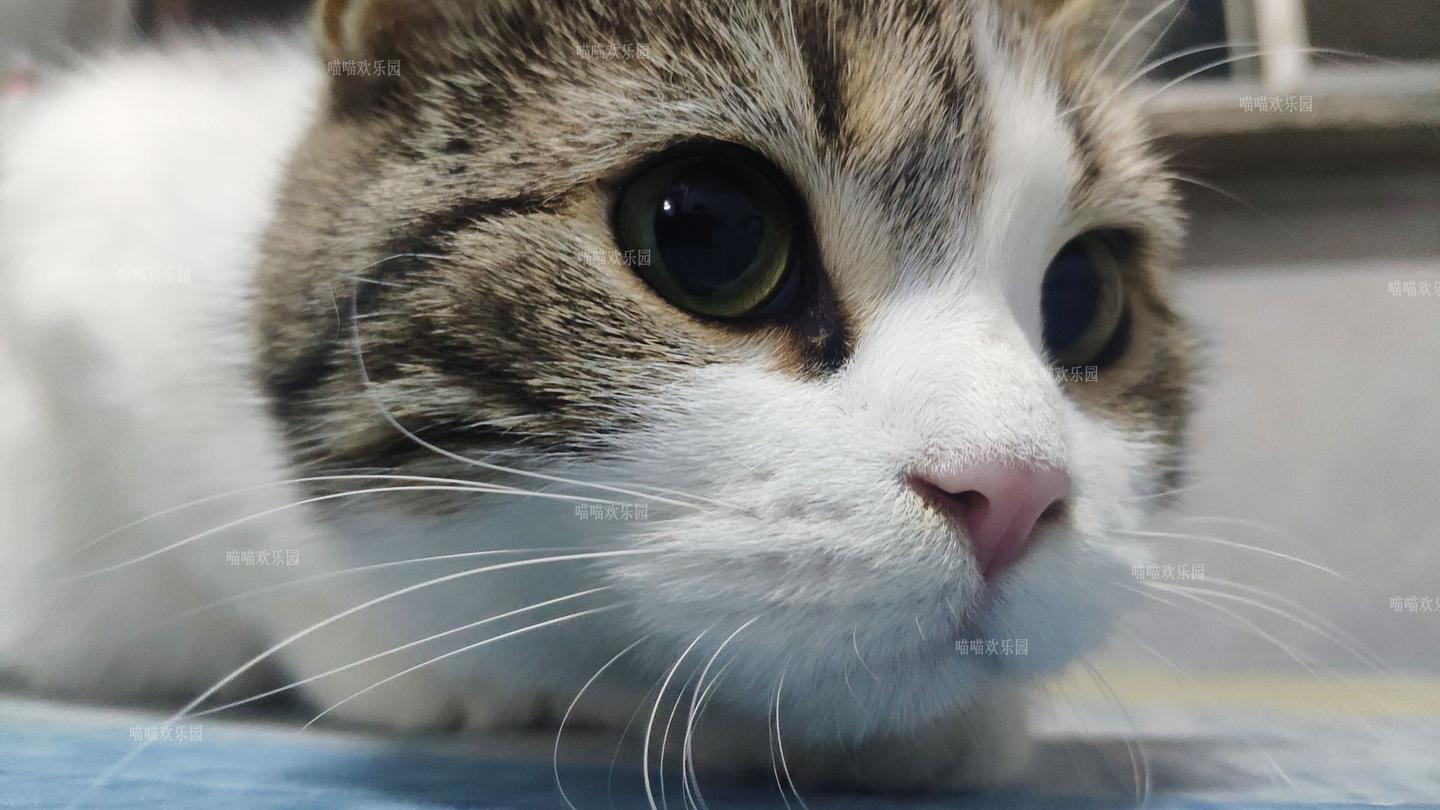 家里的猫主子也放假了,国庆假期在家都闯了什么祸,都成了活宝