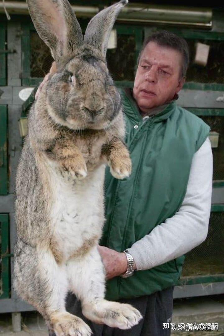 澳大利亚的兔子比羊大吗