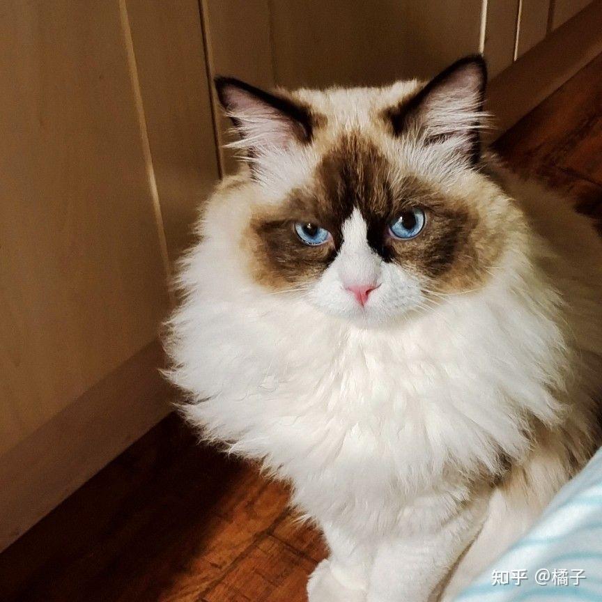 开脸小的布偶猫长大会好看吗