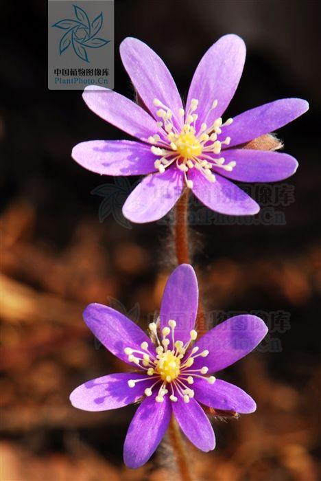 像是獐耳细辛属hepatica 以中国北方山林常见的獐耳细辛hepatica