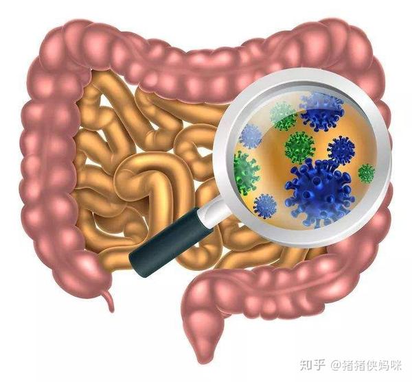 肠道有益菌对人体的作用