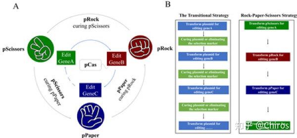 基于"剪刀石头布"策略的多轮基因编辑流程图.a.