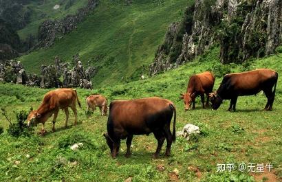 无量山高山牧养土黄牛