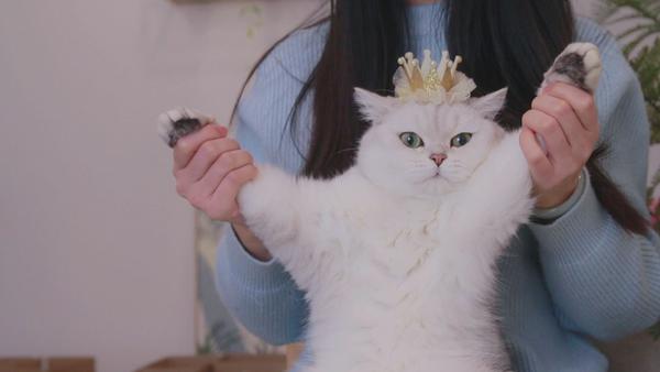 如何评价花花与三猫catlive?