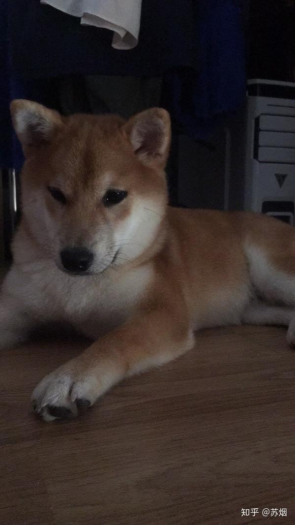 养柴犬是种怎样的体验?