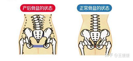 他们分布在骨盆下口形成漏斗形盆隔,支持腹部和盆腔脏器,像一张吊床