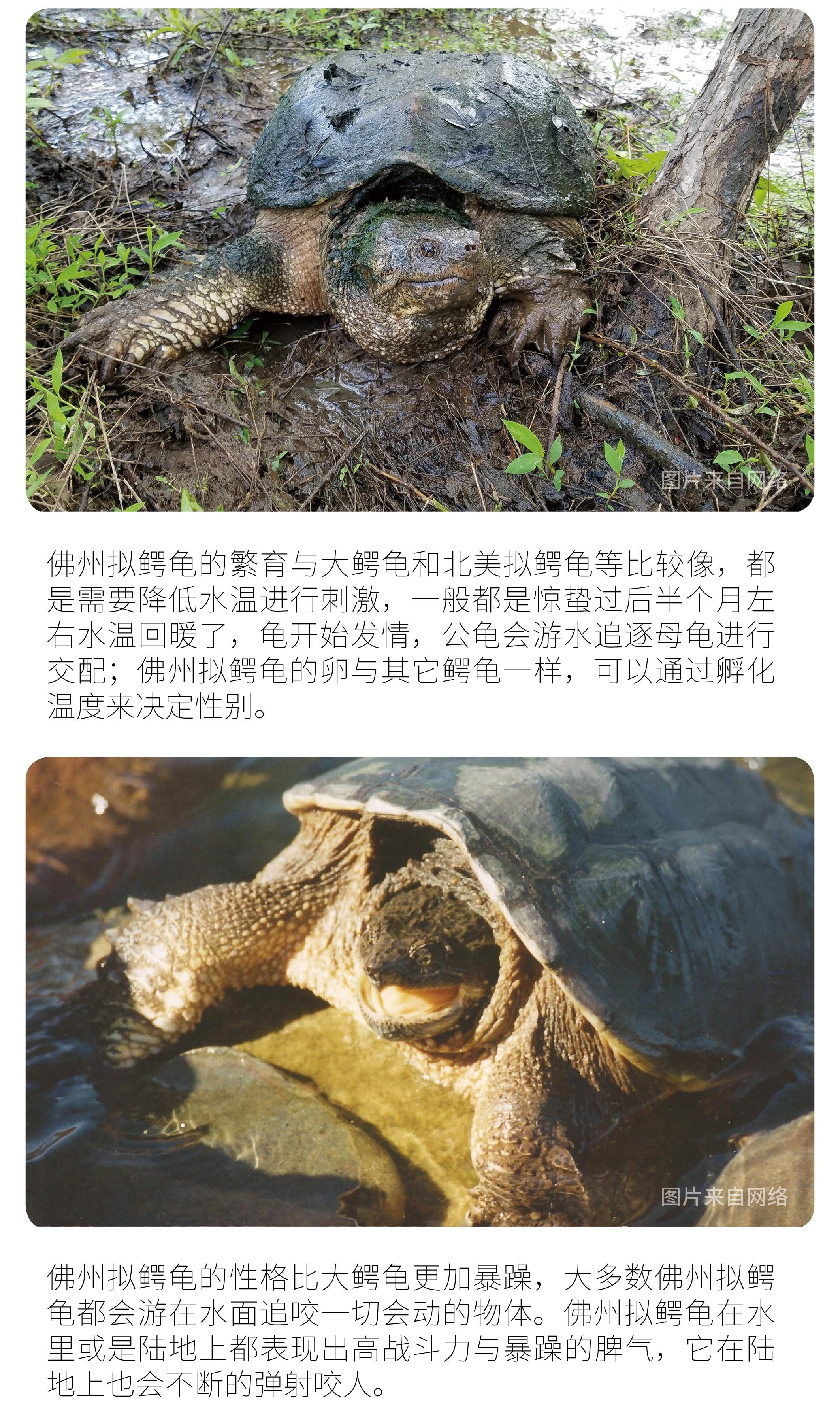 物种小谈┃佛州拟鳄龟