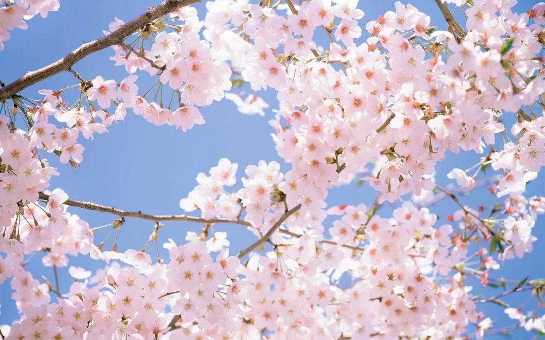 杭州玛瑙寺樱花开得正好今年踏青你再不去就要等明年啦