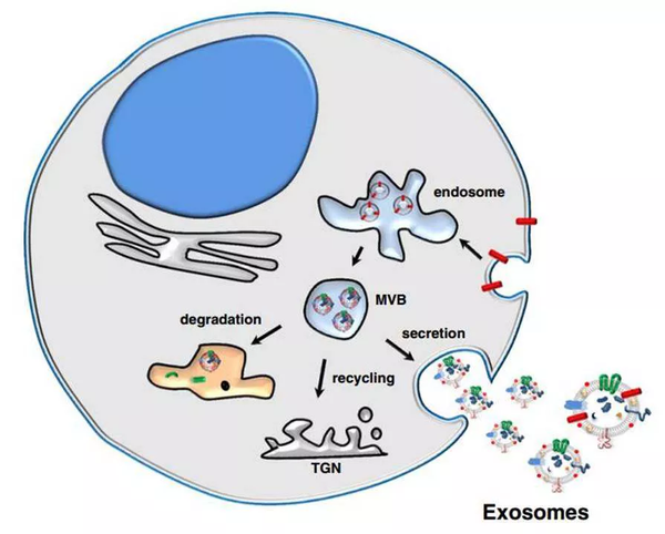 外泌体癌症研究的新风向