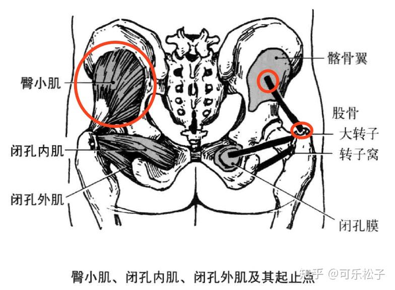 臀小肌