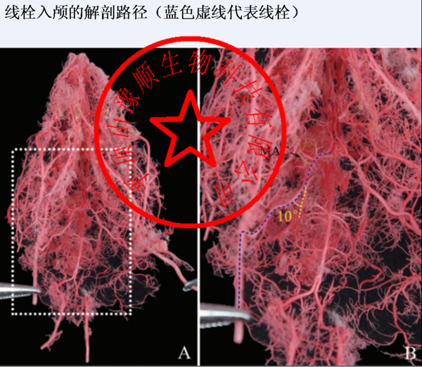 全国哪里有线栓,栓线,mcao,局灶脑缺血,大鼠,小鼠模型