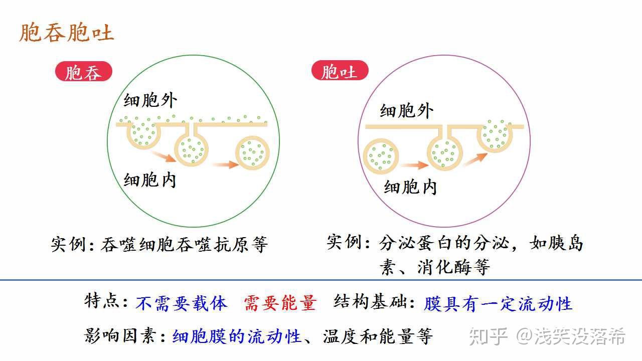 42主动运输与胞吞胞吐新教材人教版2019高中生物必修一课件