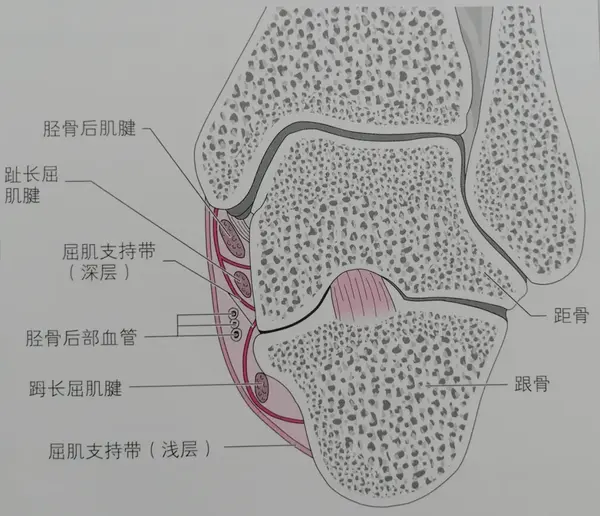 深入小腿后部的腓肠肌深面,走行于趾长屈肌与踇长屈肌之间,并支配以上