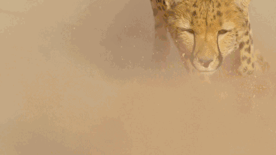 bbc用了一辆装有稳定慢速摄像头的高速遥控车以猎物的视角来拍摄猎