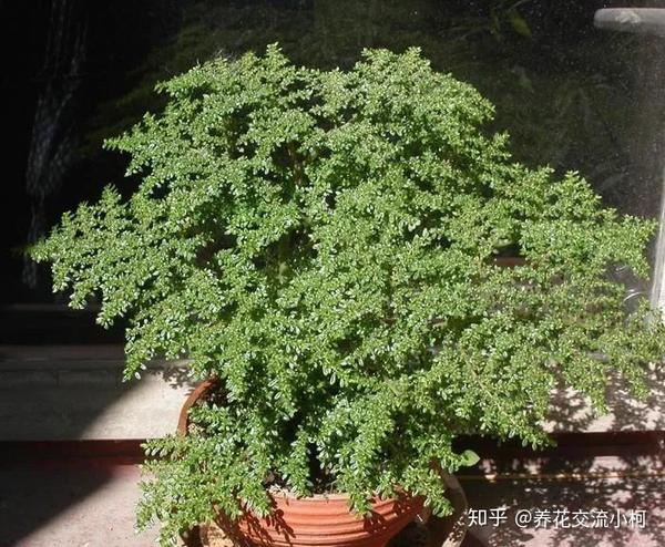 上面是小叶冷水花pilea microphylla