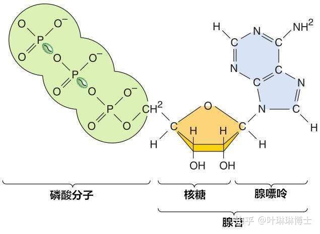 atp(三磷酸腺苷)是人体内重要的"能量货币,从肉眼所及的呼吸,运动,到