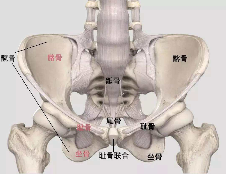 怀孕生产耻骨痛是骨盆出了问题吗疼起来太要命