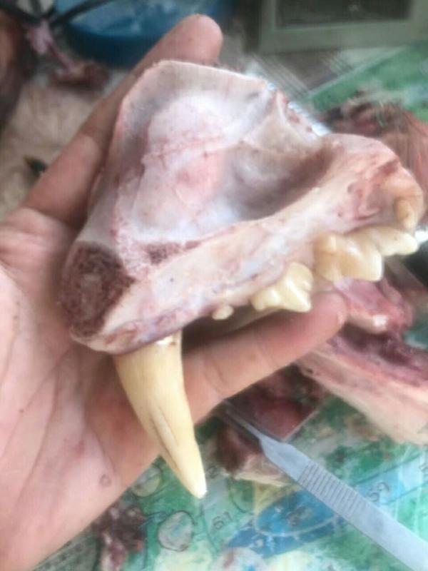 如何区分狼牙和狗牙与其他兽牙