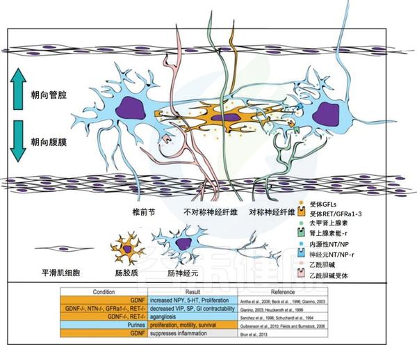 肠神经元与胶质细胞的连接