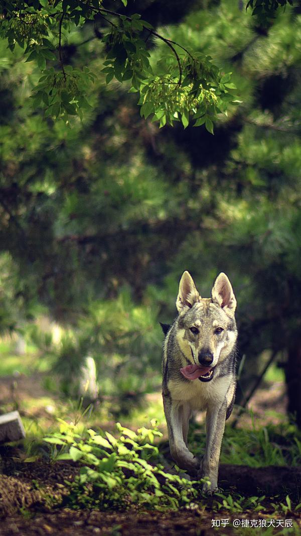 关于捷克狼犬日常陪伴的牵引训练经验分享