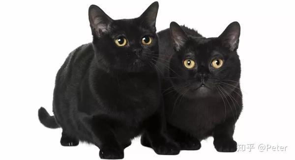 孟买猫 bombay cat