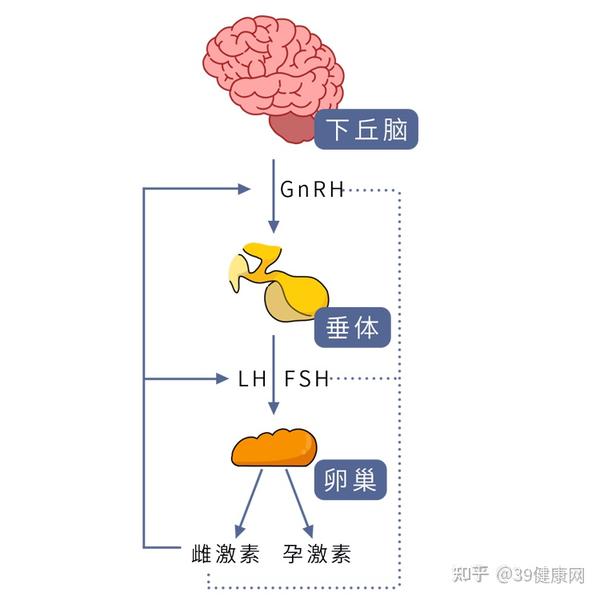 让胸部变大 但卵巢分泌激素主要受 下丘脑 - 垂体 - 卵巢轴的调节 说