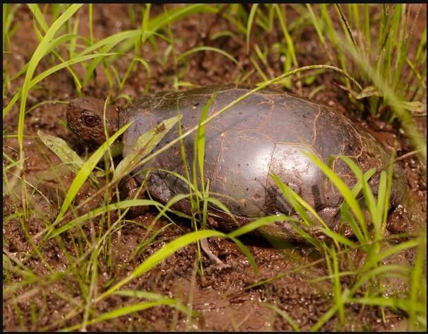 乌龟冬眠的样子 zhuanlan.zhihu.com