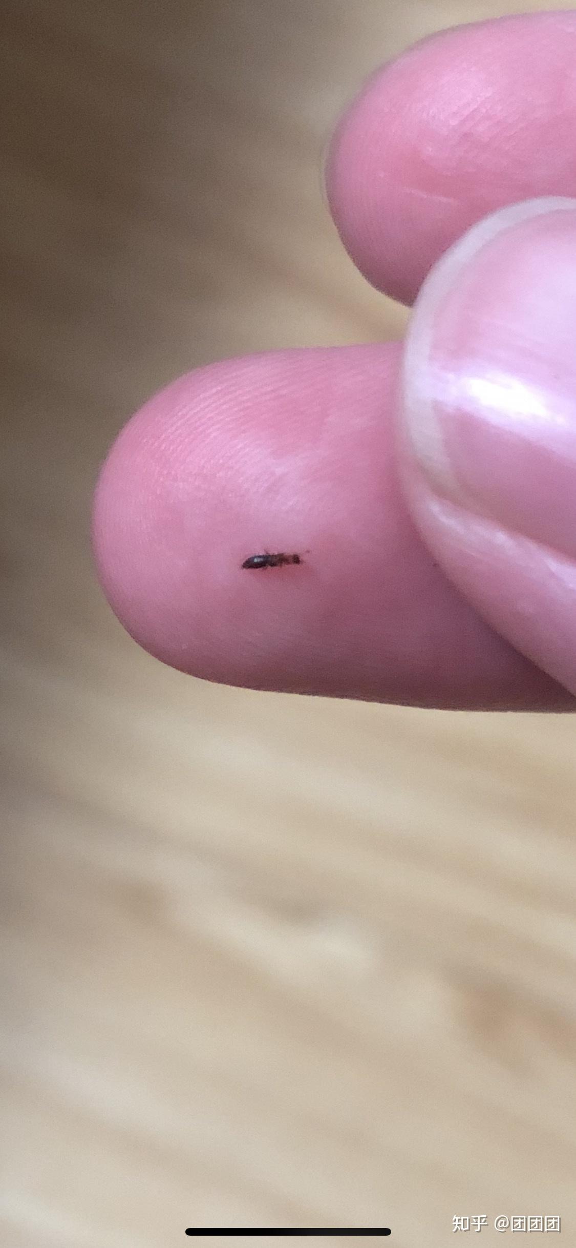 求助求助家里突然发现好多这种小虫子很蚂蚁很像看着像隐翅虫