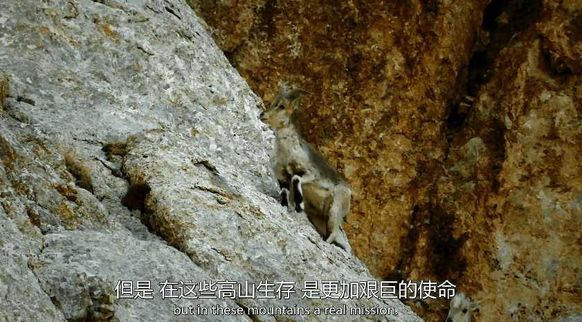 「西藏小百科」攀岩顶尖高手-岩羊