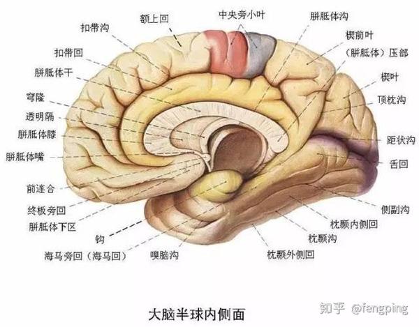 活过百岁不痴呆的秘密,原来是每天吃点它!