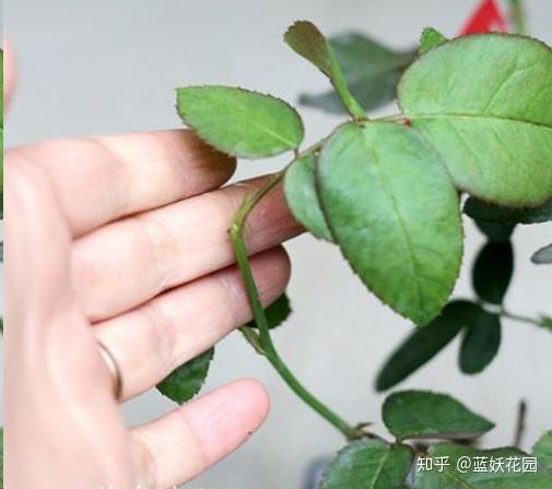 蓝妖:经常追肥,月季还盲芽不长花苞?问题肯定出在这!