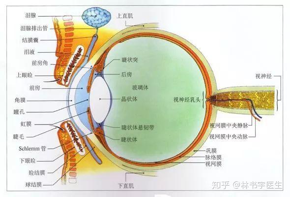 【2】为什么说眼整形修复手术比初次手术难得多? 眼部结构虽"占地"