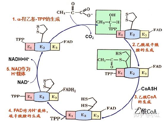 从第5步可以看出h 来自丙酮酸脱氢酶复合体上的fadh2,那么fadh2的两