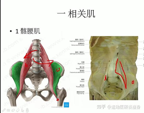 使骨盆前倾的肌肉有: 1,髂腰肌 2,腹直肌 3,耻骨肌 4,内收肌 5,竖脊肌