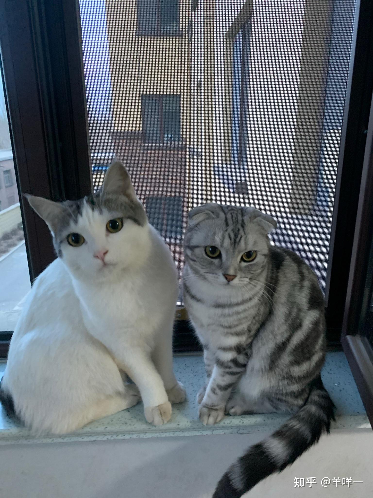 你们都给家里的猫咪起的什么名字?