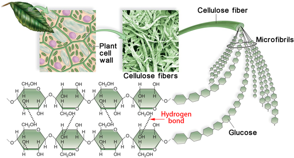 生物大分子-carbohydrates and lipids