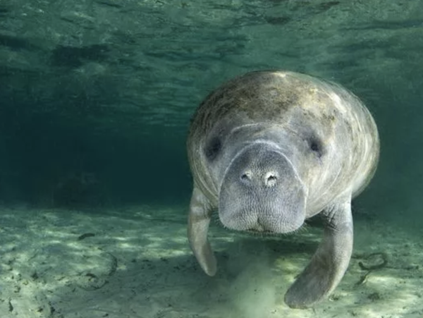 名于唱歌引诱船员的塞壬女妖(siren),目下分为两科: 海牛科(manatee)