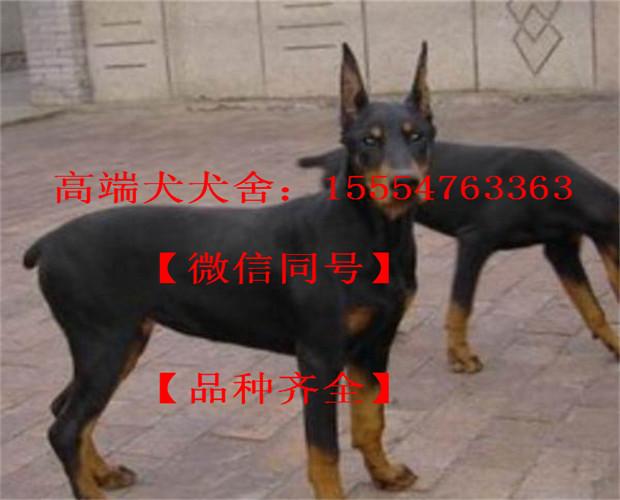 杜宾犬价格一般杜宾犬价格多少钱一只