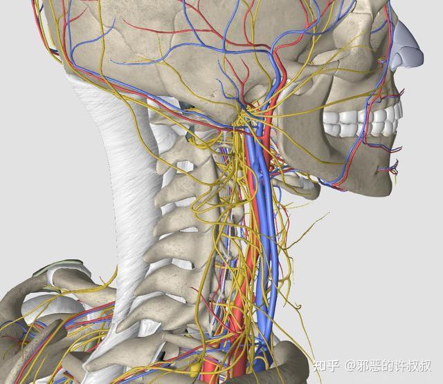 颈椎的交感神经在哪里?