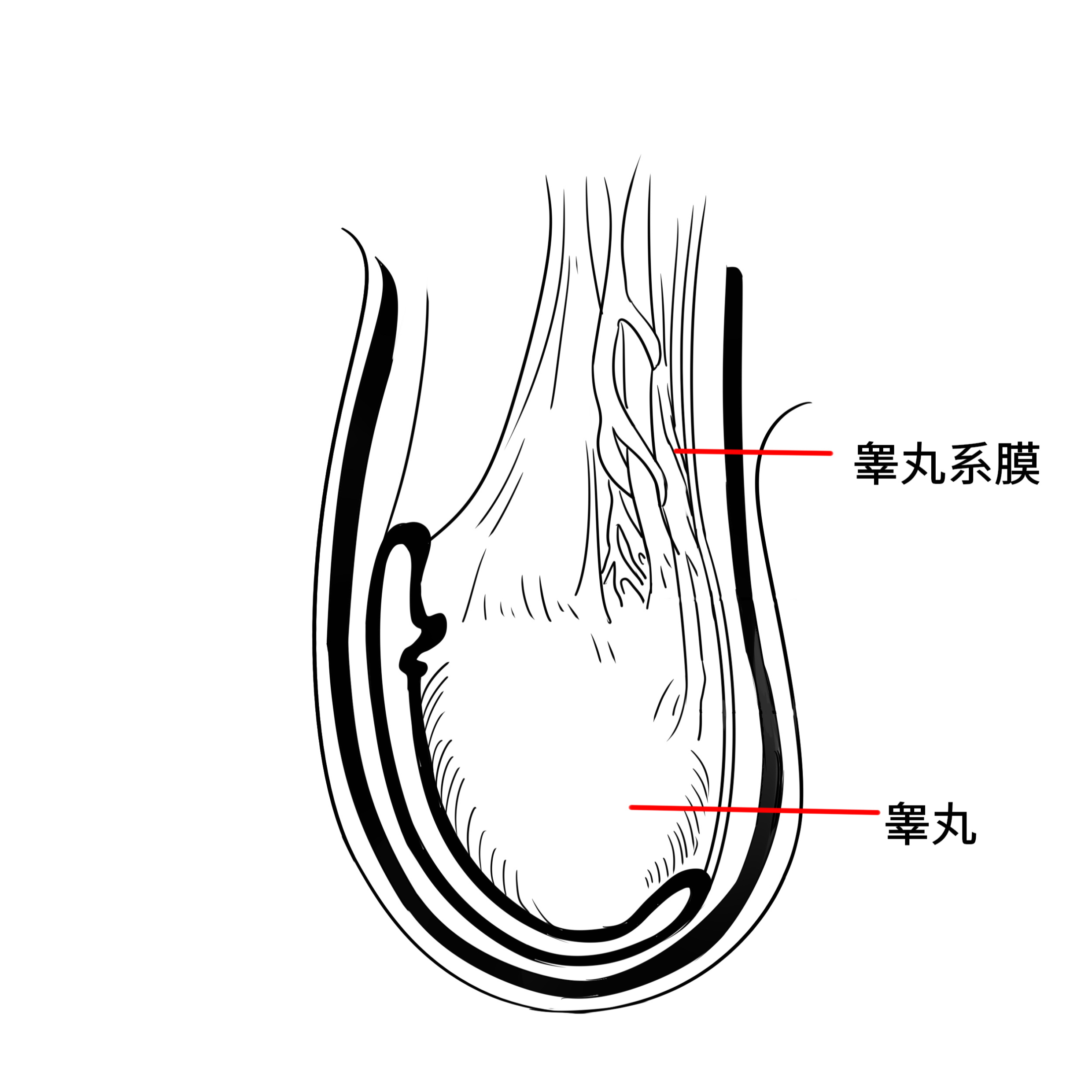 这样睾丸就会安安分分躺在阴囊,不会到处乱跑由睾丸系膜把睾丸固定在