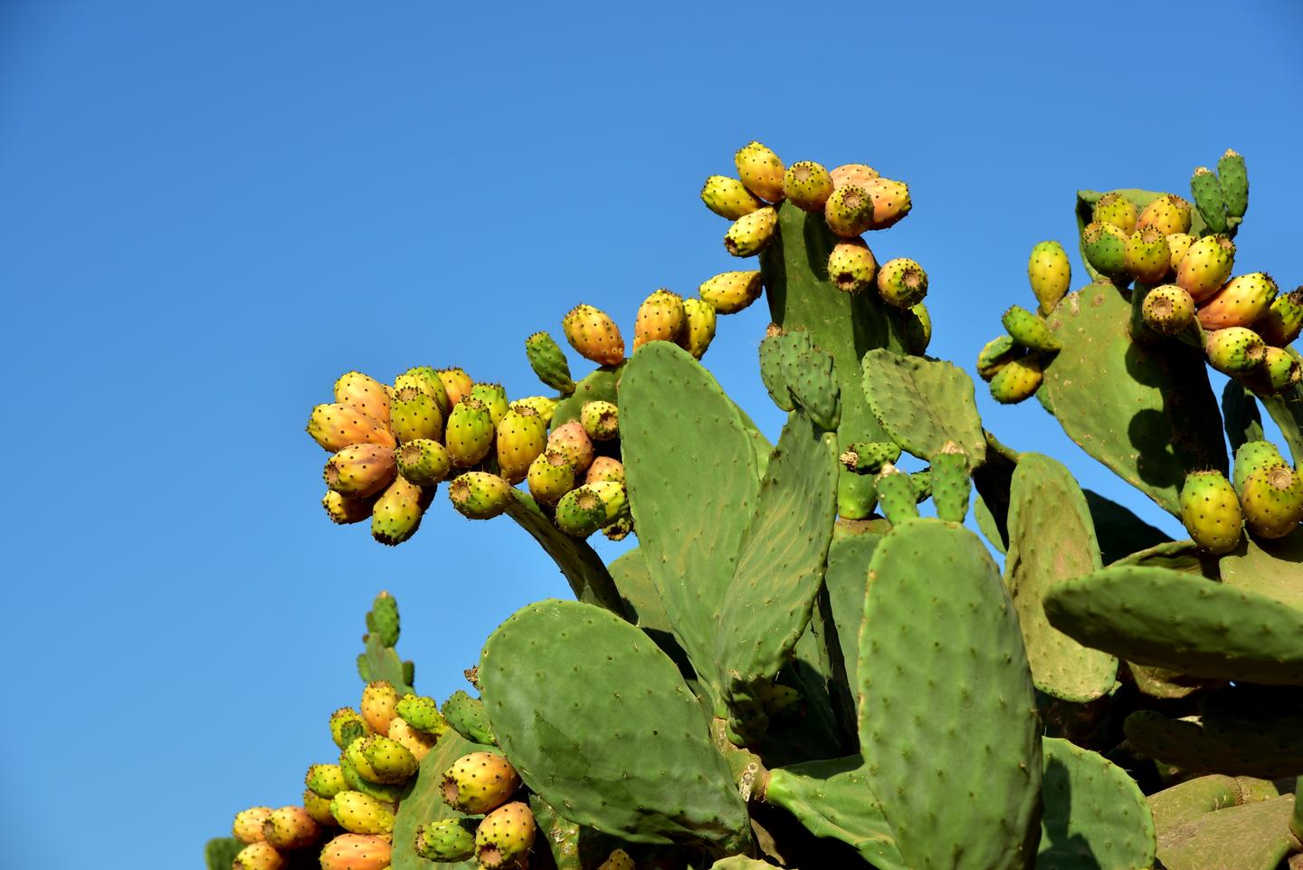 理科生的护肤必修课扭刺仙人掌茎提取物的护肤功效和原理