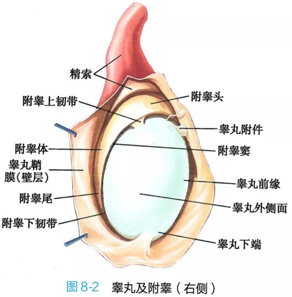 2. 睾丸及附睾(右侧)