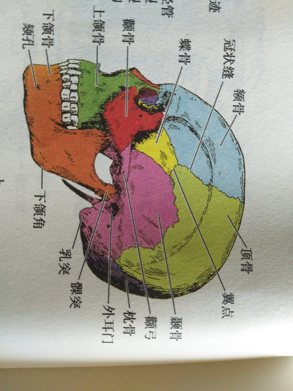 翼点 俗称太阳穴 舒筋活络之点,头疼或精神不佳时按摩此处.