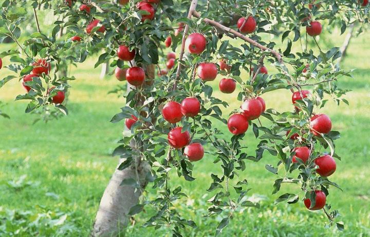 苹果树生长过程和施肥的规律是这样的