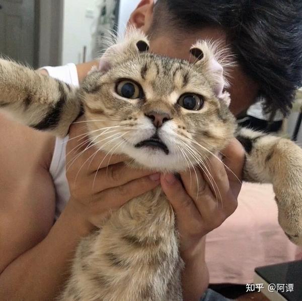 不反抗哈哈哈 4,小崽子7个月啦～ 开始慢慢发福 所有猫咪只要养胖了