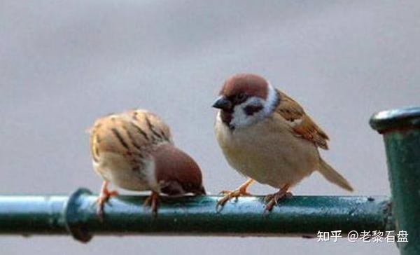 中国股市赚钱的只有一种人:像"麻雀"一样炒股,再忙也要看一看